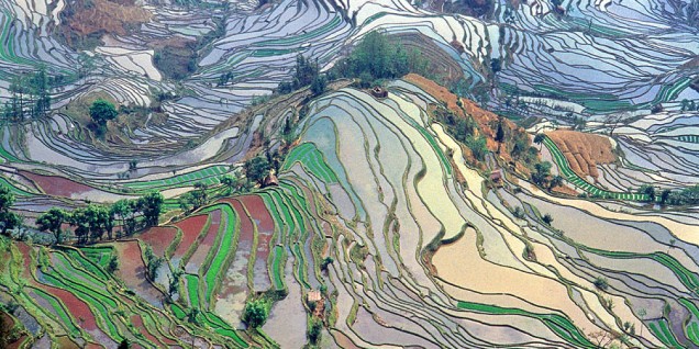 La riforma agraria cinese Coltivazione del riso nello Yunnan