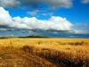 Kazakistan grain field