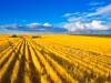 Ukraine agriculture field