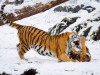 Le attività russe da Oriente a Occidente Siberian Tigers