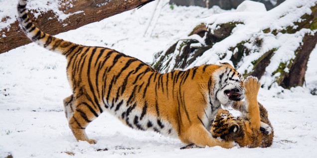 Siberian Tigers