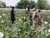 In Afghanistan la produzione di oppio cala Opium_poppies